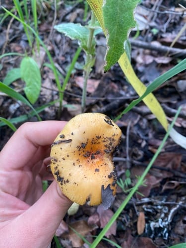 Russula flavobrunnea — photo
