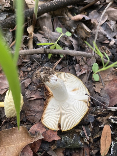Russula flavobrunnea