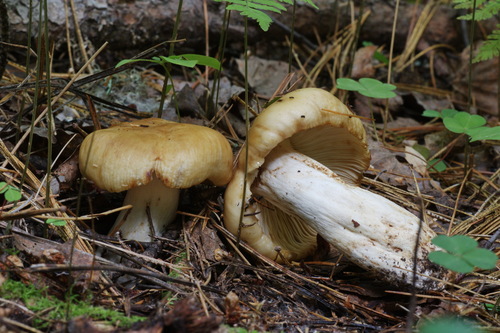 Russula foetens — photo