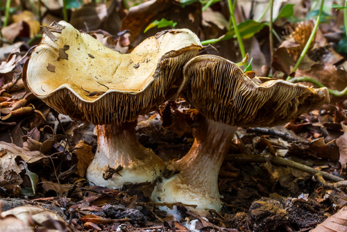 Russula foetens — photo