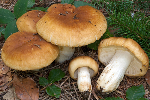 Russula foetens
