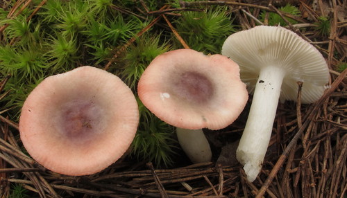 Russula fragilis — photo