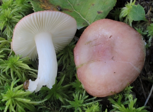 Russula fragilis — photo