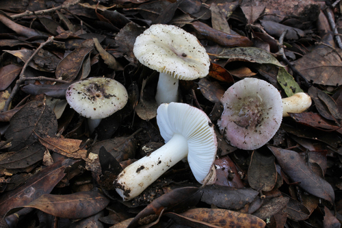Russula fragilis