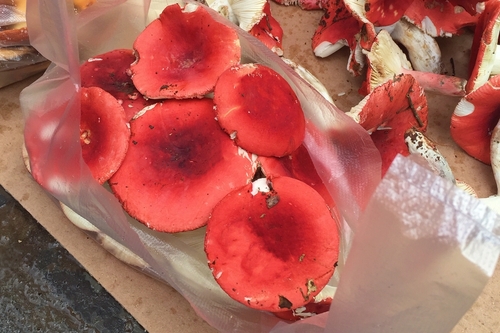 Russula griseocarnosa — photo