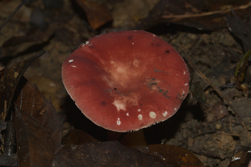 Russula griseocarnosa