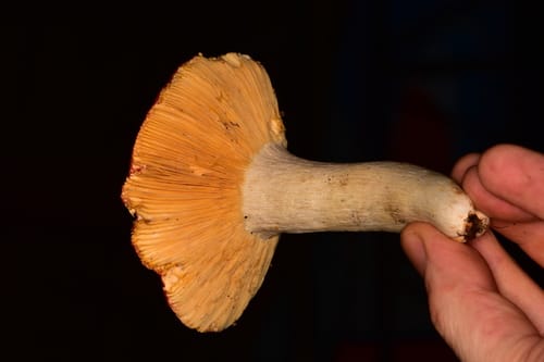 Russula macropoda
