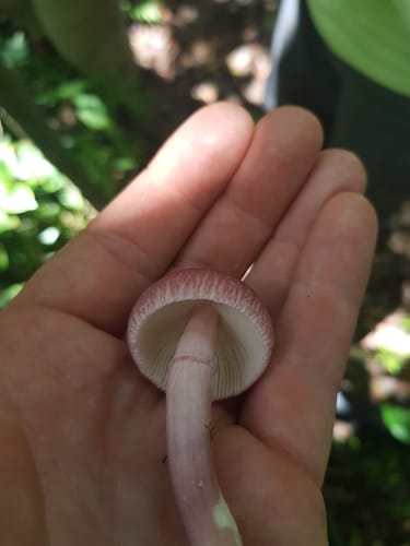 Russula madagassensis — photo