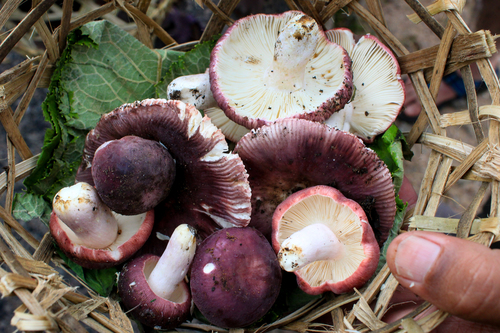 Russulaceae