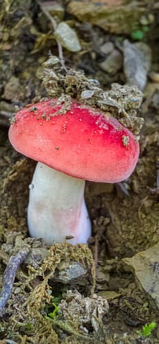 Russula mariae (Velvet russula) — photo