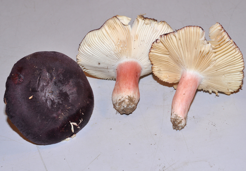 Russula mariae