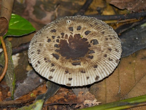 Russula meleagris — photo