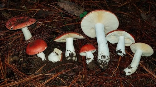 Russula mexicana