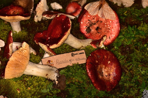 Russula mexicana — photo