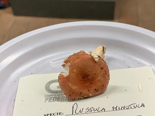 Russula minutula — photo