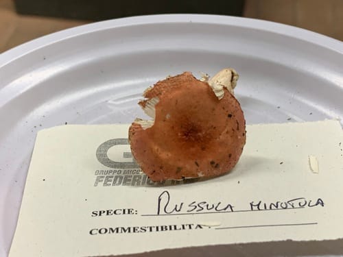 Russula minutula — photo