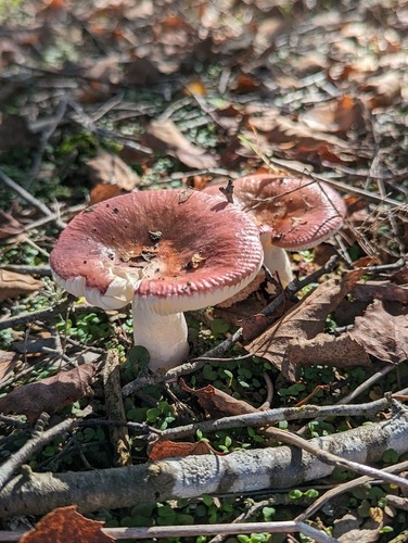 Russula nitida — photo