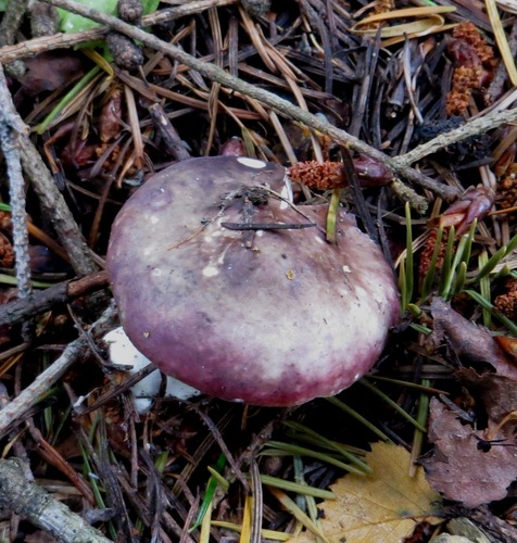 Russula nitida — photo