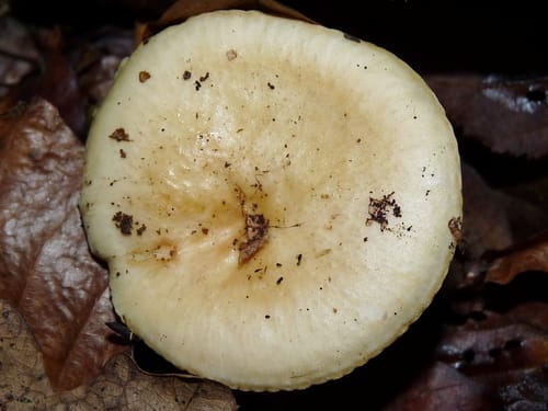 Russula ochroleuca — photo