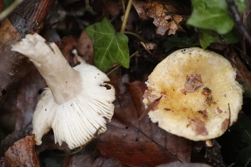 Russula ochroleuca — photo