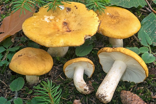 Russula ochroleuca