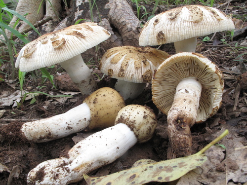 Russula oleifera — photo
