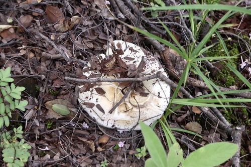 Russula oleifera — photo