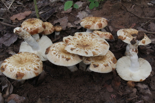 Russula oleifera