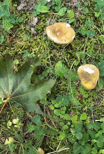 Russula olivascens — photo