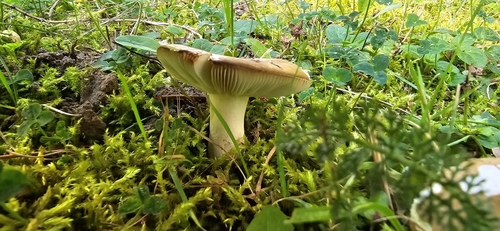 Russula olivascens — photo