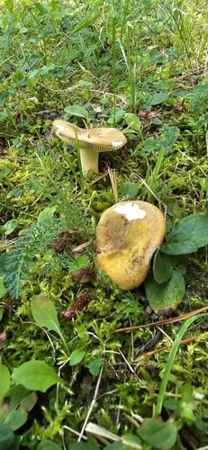 Russula olivascens
