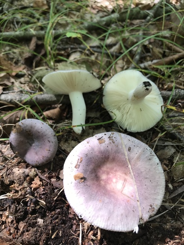 Russula ornaticeps — photo
