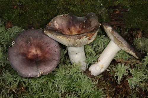 Russula ornaticeps — photo