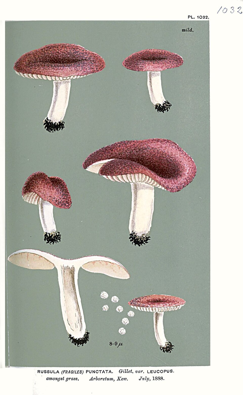 Russula punctata