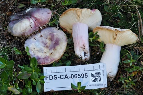 Russula queletii — photo