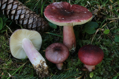 Russula queletii