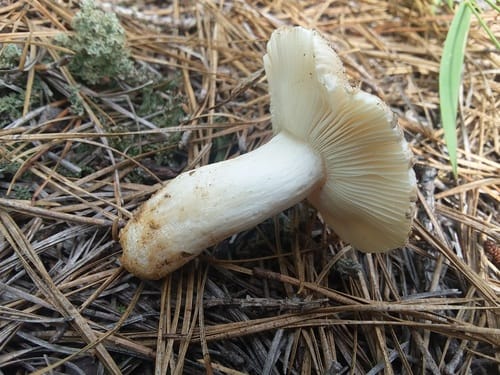 Russula romagnesiana — photo