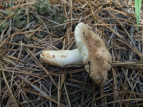 Russula romagnesiana — photo