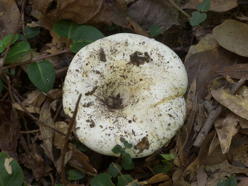 Russula romagnesiana