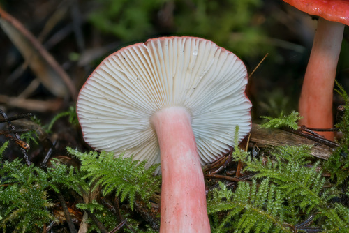 Russula rosacea — photo
