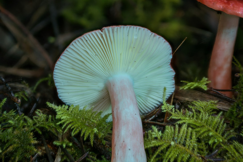 Russula rosacea — photo