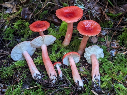 Russula rosacea