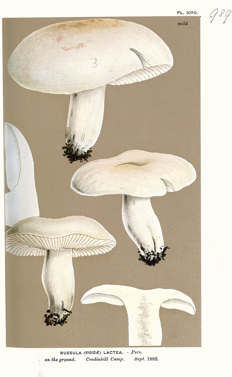 Russula rosea — photo