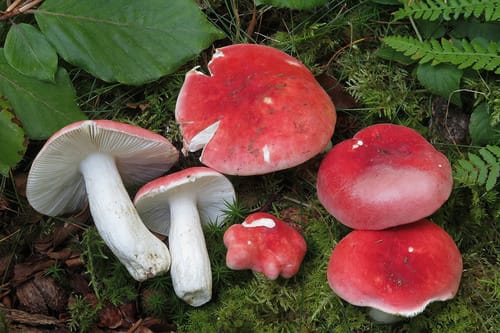 Russula rubra — photo