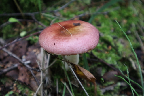 Russula sanguinea — photo