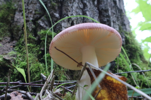 Russula sanguinea — photo