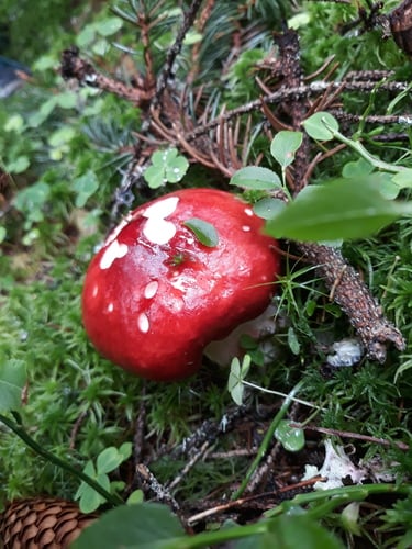 Russula sanguinea