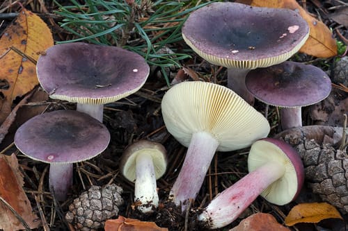 Russula sardonia — photo