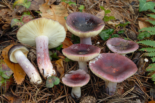 Russula sardonia