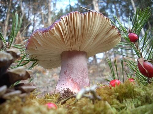 Russula sardonia — photo